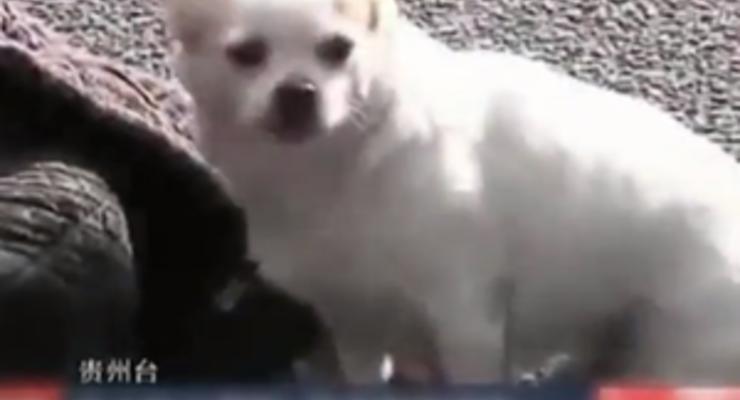 В Китае собака до последнего защищала упавшего в обморок хозяина
