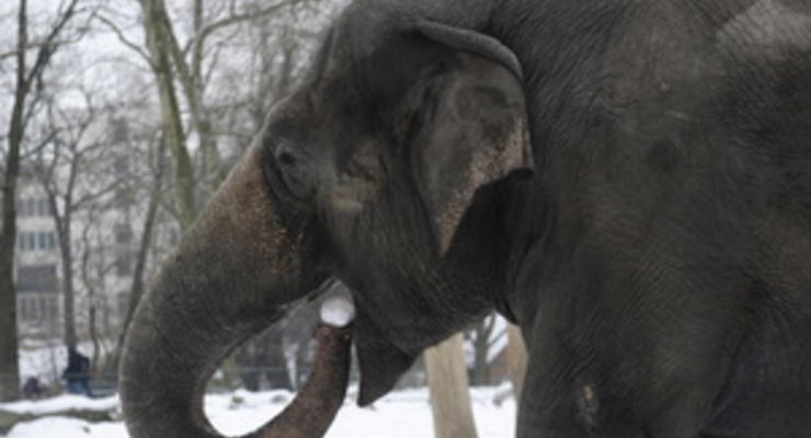 В Сибири оказавшиеся на 40-градусном морозе слоны согревались водкой