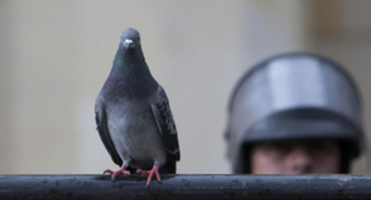 Женщина обвинила голубя в преследовании