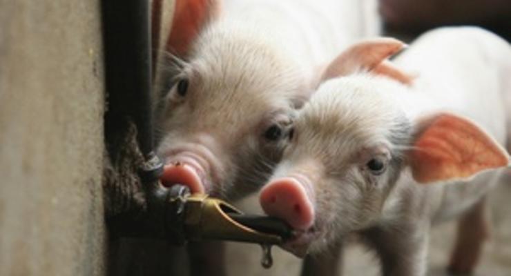 В Крыму на ферме сгорели полторы сотни свиней