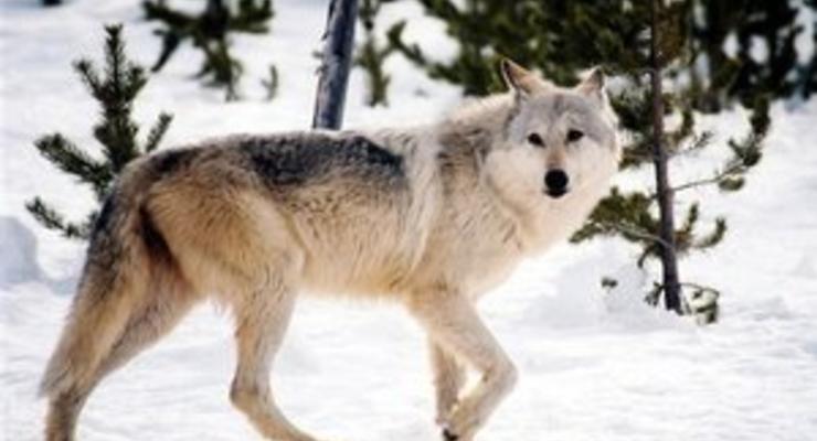 В Якутии введен режим чрезвычайной ситуации из-за нашествия волков