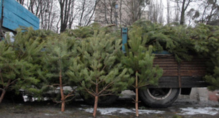 Непроданные в Киеве елки пойдут на удобрение и утепление