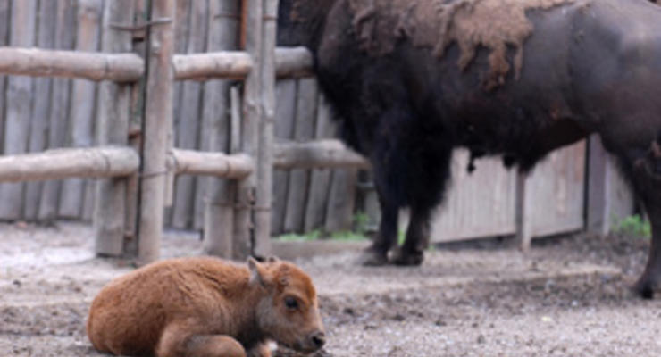 Киевский зоопарк лучше закрыть и не издеваться над животными: БЮТ требует объяснить, почему зверинцу не выделили денег