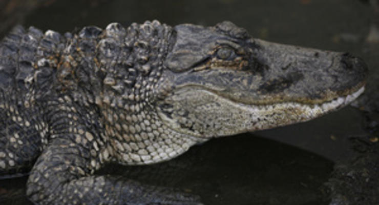 В США полиция конфисковала у торговца марихуаной больного крокодила