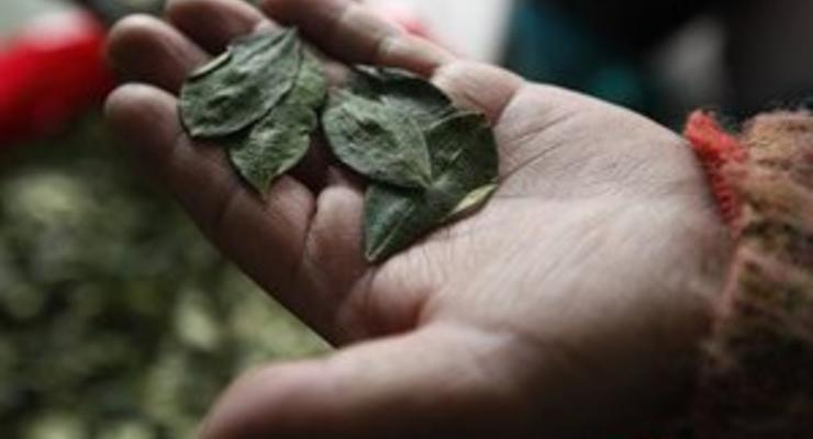В Боливии разрешили жевать листья коки в ритуальных целях