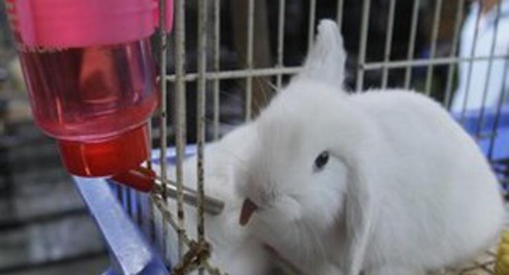 Жителя Челябинска накажут за убийство кролика