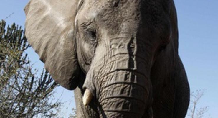 В Кении конфисковали две тонны слоновьих бивней