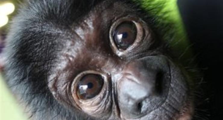 Шимпанзе из испанского зоопарка уличили в пристрастии к порнографии