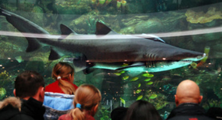 Если не принять меры,  акула в столичном ТРЦ вскоре умрет - зоозащитники