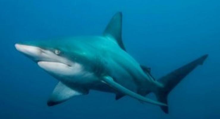 В Австралии турист за хвост оттащил акулу от пляжа