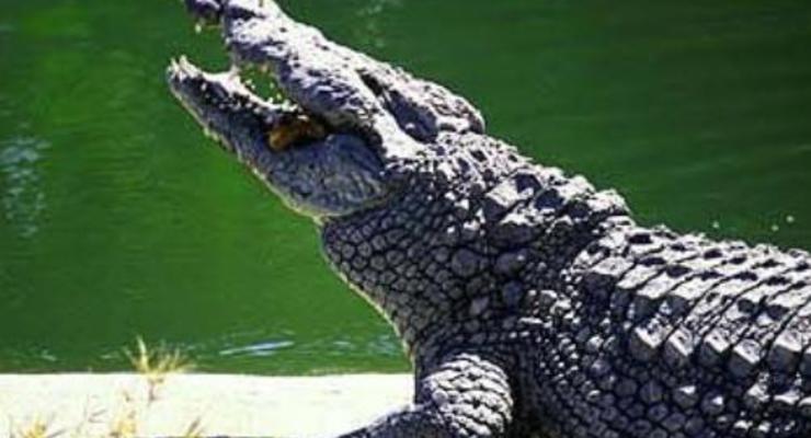 Пятнадцать тысяч крокодилов сбежали с фермы