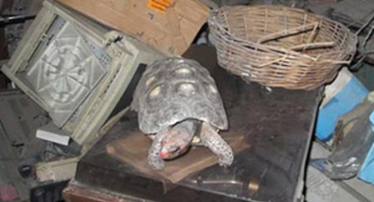 В Бразилии нашли черепаху, 30 лет прожившую в коробке без пищи и воды