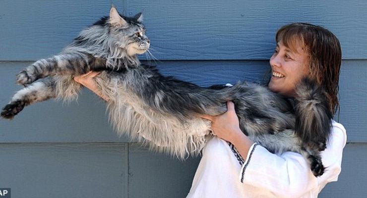 Умер самый длинный кот в мире (ФОТО)