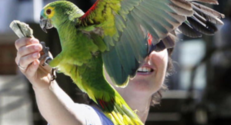 В Новой Зеландии попугай ограбил туриста на сумму более тысячи долларов