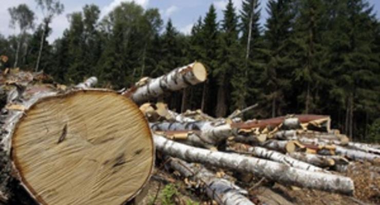 Для резиденции Януковича срубят деревьев почти на 2 млн грн - журналисты