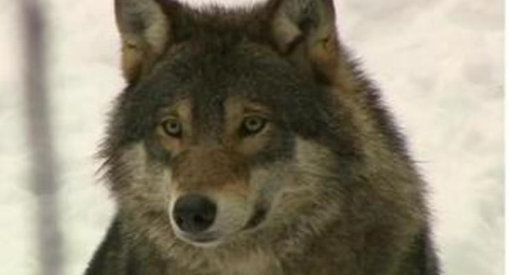 Охота на волков в Швеции: как это было - видео