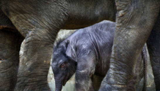 В образовательных целях. Посетителям зоопарка Тайваня расскажут об экскрементах коал и слонов