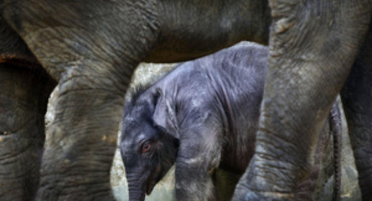 В образовательных целях. Посетителям зоопарка Тайваня расскажут об экскрементах коал и слонов