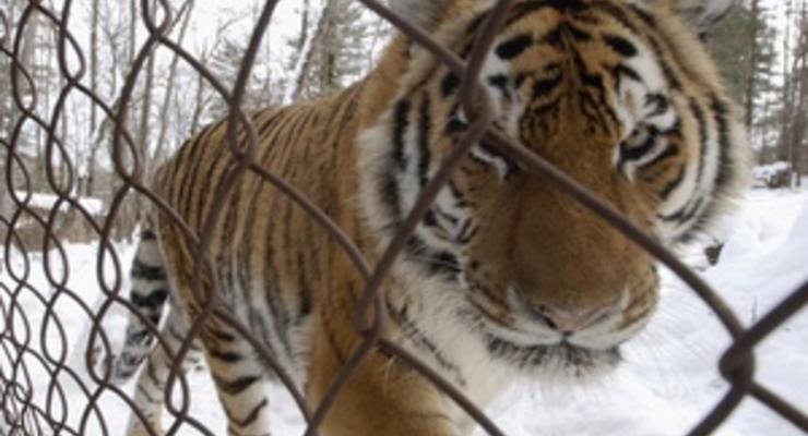 В Одесском зоопарке тигр укусил посетителя