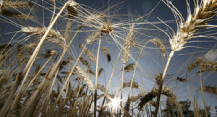 В Донецкой области предприниматель совершил хищение пшеницы на сумму в 1,4 млн гривен