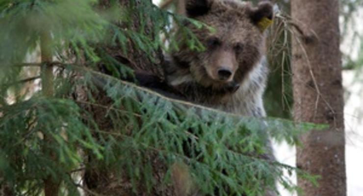 В Швейцарии по решению властей застрелили последнего медведя в стране