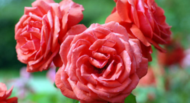 Нынешней весной в Киеве высадят полмиллиона кустов роз