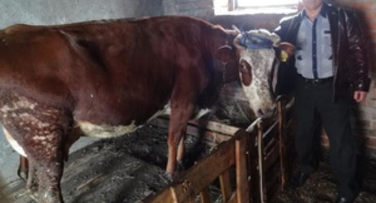 Неравнодушные украинцы помогли  многодетной семье купить корову