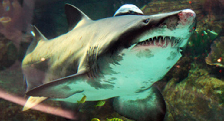 В Германии умерла акула из киевского ТРЦ Ocean Plaza