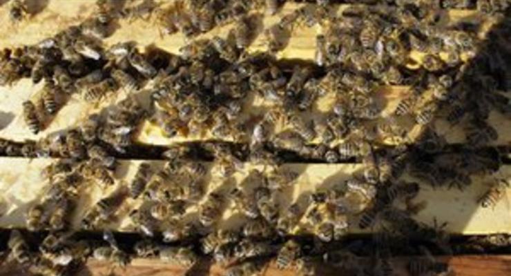 В ЮАР более 40 детей попали в больницу после нападения пчел