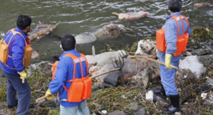 В Шанхае из реки выловили более двух тысяч мертвых свиней