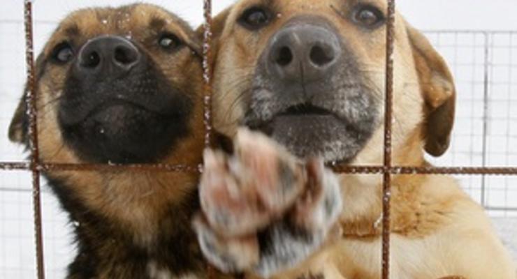 В Киеве директора приюта для животных подозревают в присвоении более 60 тыс грн