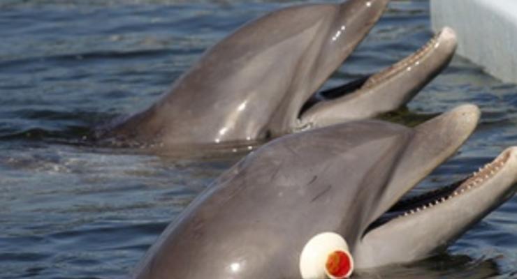 С военной базы в Севастополе пропали три боевых дельфина - СМИ
