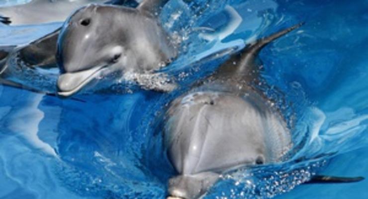 В Минобороны опровергли информацию о побеге дельфинов с военной базы в Севастополе