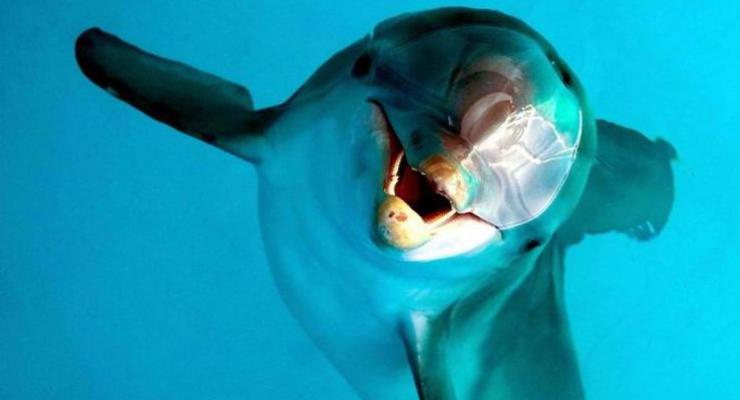 "Все наши дельфины - в своих вольерах". В армии опровергли сообщение о побеге боевых дельфинов
