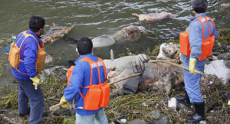 Из реки под Шанхаем извлечены 6 тысяч мертвых свиней