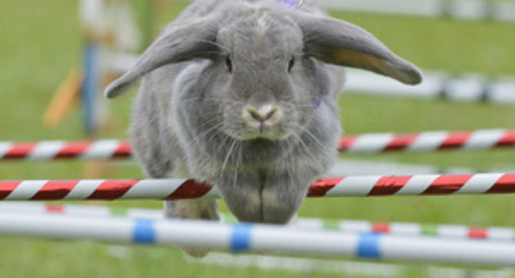 В апреле впервые в Украине пройдут кроличьи бега