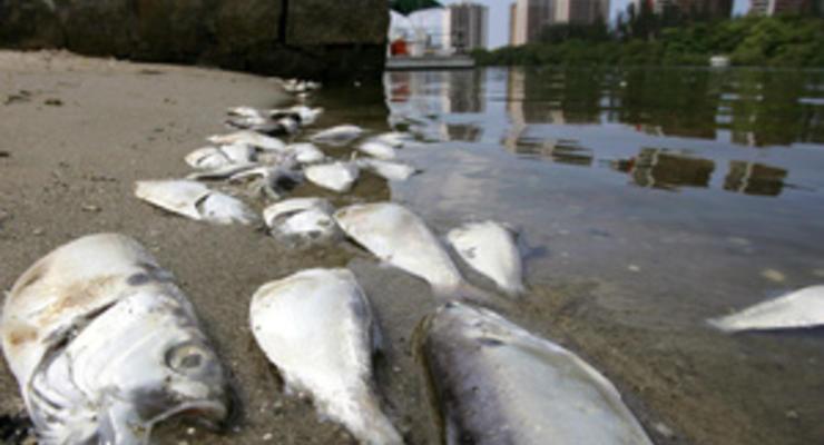 Из озера в Рио-де-Жанейро выловили более 60 тонн мертвой рыбы