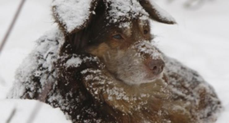 В Киеве милиция проводит расследование по факту убийства собаки и шести щенков