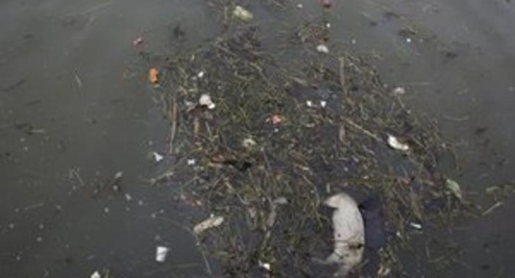 Число мертвых свиней, найденных в реке в Шанхае, превысило 13 тысяч