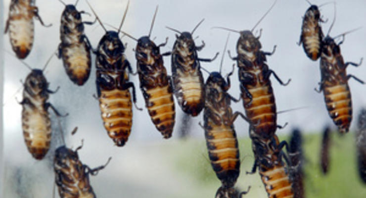 В США автобусный рейс прервали из-за тараканов