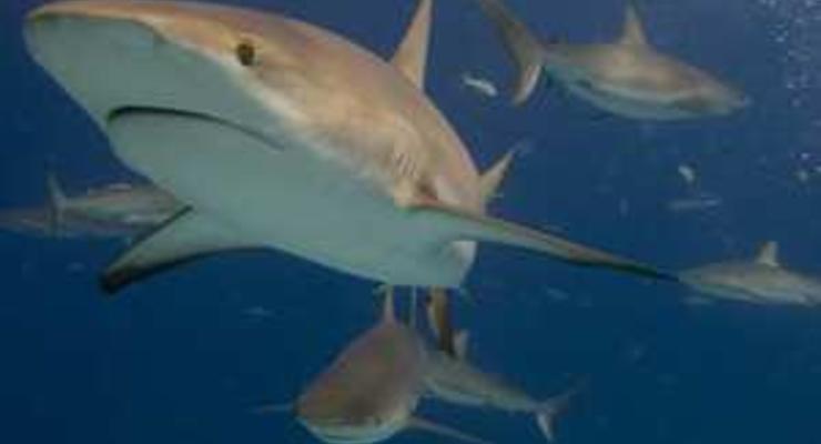 К побережью Австралии приплыли более сотни акул