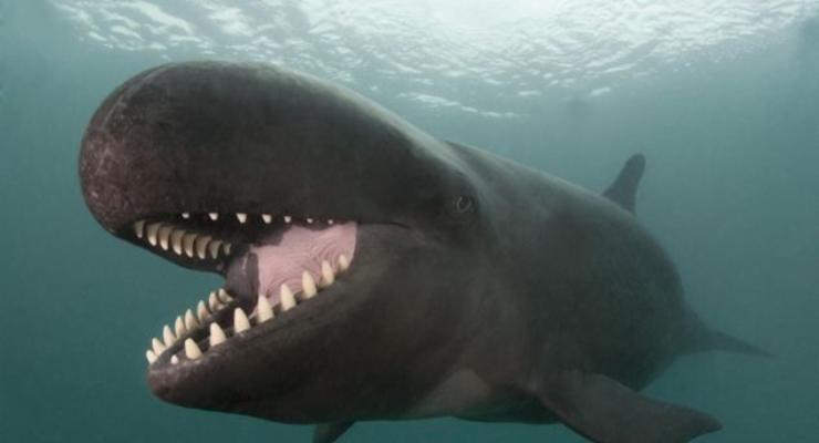Улыбчивый киллер: ФОТО редкого кита-убийцы