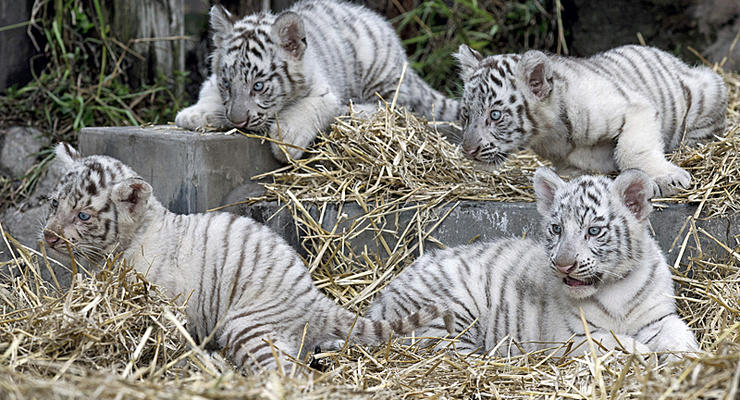 Белые красавцы: тигрята-альбиносы развеселили весь зоопарк (ФОТО, ВИДЕО)