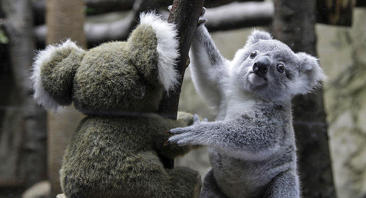 Двойная няшность: малыш коалы играет со своим двойником (ФОТО)