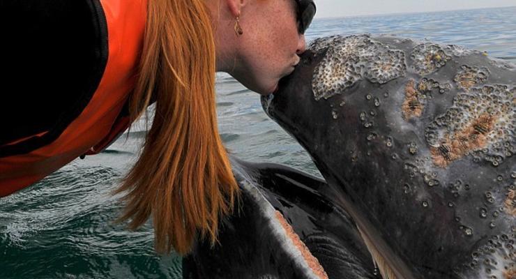 Огромный кит разрешил туристам себя поцеловать (ФОТО, ВИДЕО)