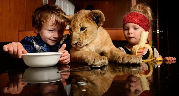 Маленький дрессировщик живет со львом (ФОТО)