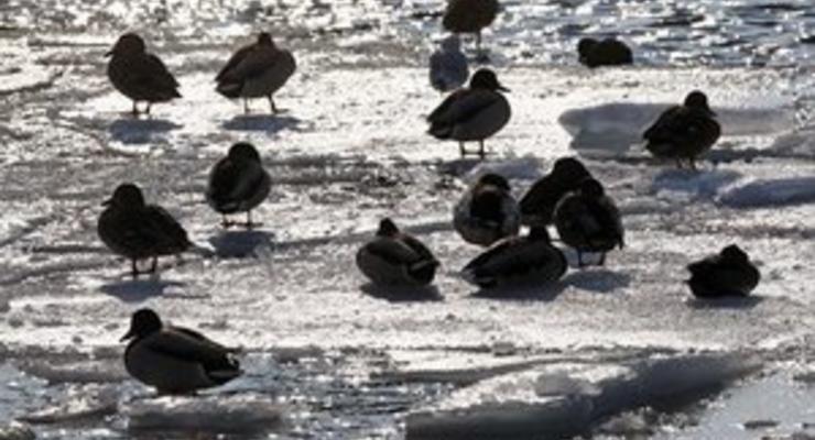В Латвии более 500 человек уносит в Рижский залив на отколовшихся льдинах