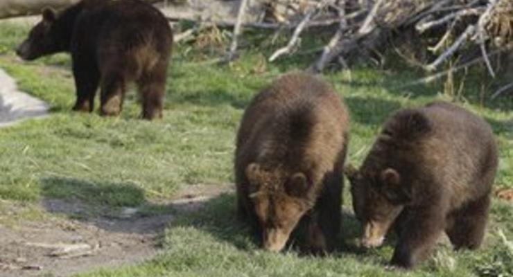 В Калифорнии медведи забрались в дом местного жителя и съели всю еду