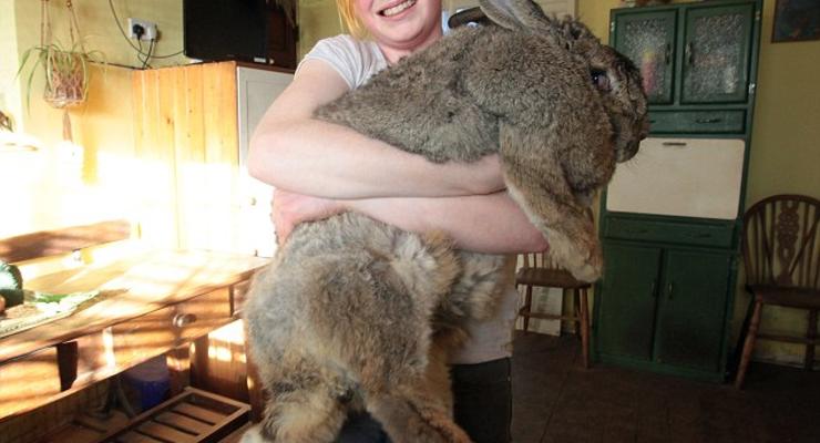 Кролик-гигант весит как трехлетний ребенок (ФОТО)