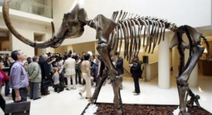 В Германии сотрудники музея во время уборки в подвале обнаружили двухсоттысячелетний скелет мамонта